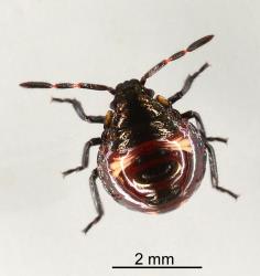Second instar nymph of Brown soldier bug, Cermatulus nasalis nasalis (Hemiptera: Pentatomidae). Creator: Nicholas A. Martin. © Plant & Food Research. [Image: 2BDF]