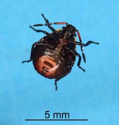 Underside of fourth instar nymph of Brown soldier bug, Cermatulus nasalis nasalis (Hemiptera: Pentatomidae). Creator: Nicholas A. Martin. © Plant & Food Research. [Image: 2BDH]