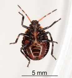 Underside of fourth instar nymph of Brown soldier bug, Cermatulus nasalis nasalis (Hemiptera: Pentatomidae). Creator: Nicholas A. Martin. © Plant & Food Research. [Image: 2BDJ]