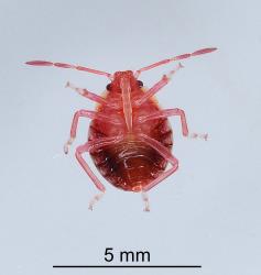 Underside of third instar nymph of Brown soldier bug, Cermatulus nasalis nasalis (Hemiptera: Pentatomidae), just moulted. Creator: Nicholas A. Martin. © Plant & Food Research. [Image: 2BDT]