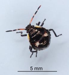 Third instar nymph of Brown soldier bug, Cermatulus nasalis nasalis (Hemiptera: Pentatomidae). Creator: Nicholas A. Martin. © Plant & Food Research. [Image: 2BDU]