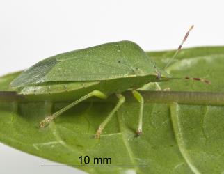 Side view of an adult Green vegetable bug, Nezara viridula, (Hemiptera: Pentatomidae). Creator: Tim Holmes. © Plant & Food Research. [Image: 2BF9]