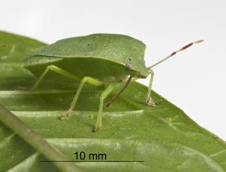 Adult Green vegetable bug, Nezara viridula, (Hemiptera: Pentatomidae) showing the rostrum hanging down. Creator: Tim Holmes. © Plant & Food Research. [Image: 2BFA]