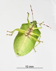 Underside of an adult Green vegetable bug, Nezara viridula, (Hemiptera: Pentatomidae). Creator: Tim Holmes. © Plant & Food Research. [Image: 2BFB]