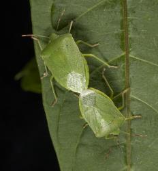 A pair of mating Green vegetable bugs, Nezara viridula, (Hemiptera: Pentatomidae). Creator: Martin Heffer. © Plant & Food Research. [Image: 2BFC]
