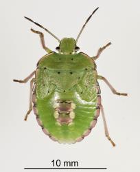 Fifth instar nymph of Green vegetable bug, Nezara viridula, (Hemiptera: Pentatomidae). Creator: Tim Holmes. © Plant & Food Research. [Image: 2BFD]