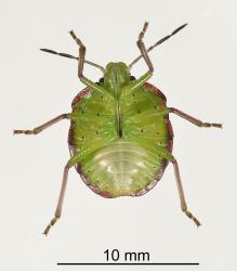 Underside of fifth instar nymph of Green vegetable bug, Nezara viridula, (Hemiptera: Pentatomidae). Creator: Tim Holmes. © Plant & Food Research. [Image: 2BFE]