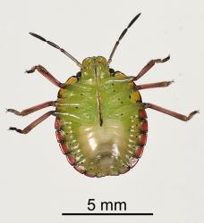 Underside of fourth instar nymph of Green vegetable bug, Nezara viridula, (Hemiptera: Pentatomidae). Creator: Tim Holmes. © Plant & Food Research. [Image: 2BFI]