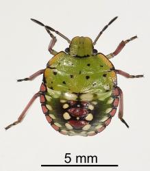 Fourth instar nymph of Green vegetable bug, Nezara viridula, (Hemiptera: Pentatomidae). Creator: Tim Holmes. © Plant & Food Research. [Image: 2BFJ]