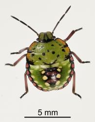 Fourth instar nymph of Green vegetable bug, Nezara viridula, (Hemiptera: Pentatomidae). Creator: Tim Holmes. © Plant & Food Research. [Image: 2BFK]