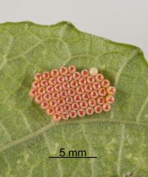 Eggs of Green vegetable bug, Nezara viridula, (Hemiptera: Pentatomidae) shortly before hatching. Creator: Tim Holmes. © Plant & Food Research. [Image: 2BFL]