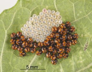First instar nymphs of Green vegetable bug, Nezara viridula, (Hemiptera: Pentatomidae) by their egg shells, note the black T-shaped egg burster in the hatched eggs. Creator: Tim Holmes. © Plant & Food Research. [Image: 2BFN]