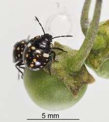 Third instar nymphs of Green vegetable bug, Nezara viridula, (Hemiptera: Pentatomidae) on a berry of black nightshade, Solanum nigrum. Creator: Tim Holmes. © Plant & Food Research. [Image: 2BFS]