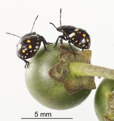 Third instar nymphs of Green vegetable bug, Nezara viridula, (Hemiptera: Pentatomidae) on a berry of black nightshade, Solanum nigrum. Creator: Tim Holmes. © Plant & Food Research. [Image: 2BFT]