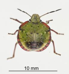 Fifth instar nymph of Green vegetable bug, Nezara viridula, (Hemiptera: Pentatomidae), note the wing buds extending onto the abdomen. Creator: Tim Holmes. © Plant & Food Research. [Image: 2BFW]