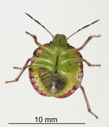 Underside of fifth instar nymph of Green vegetable bug, Nezara viridula, (Hemiptera: Pentatomidae). Creator: Tim Holmes. © Plant & Food Research. [Image: 2BFX]