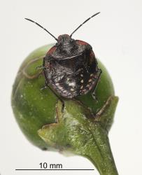 Fifth instar nymph of Green vegetable bug, Nezara viridula, (Hemiptera: Pentatomidae) on a berry of a poroporo, Solanum aviculare. Creator: Tim Holmes. © Plant & Food Research. [Image: 2BG1]