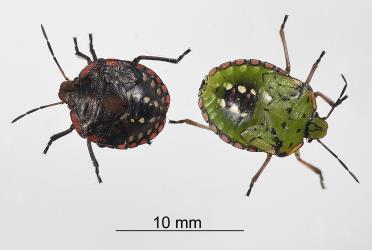 Two fifth instar nymphs of Green vegetable bug, Nezara viridula, (Hemiptera: Pentatomidae). Creator: Nicholas A. Martin. © Plant & Food Research. [Image: 2BG2]