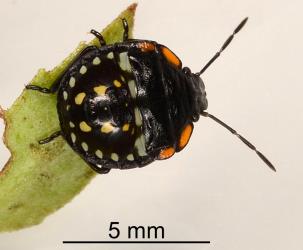 Fourth instar nymph of Green vegetable bug, Nezara viridula, (Hemiptera: Pentatomidae). Creator: Nicholas A. Martin. © Plant & Food Research. [Image: 2BG3]