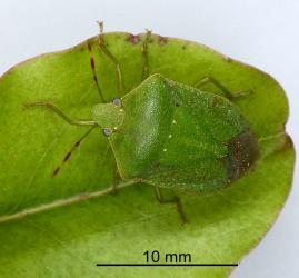 Adult Green vegetable bug, Nezara viridula, (Hemiptera: Pentatomidae), note the three white spots. Creator: Nicholas A. Martin. © Plant & Food Research. [Image: 2BG9]