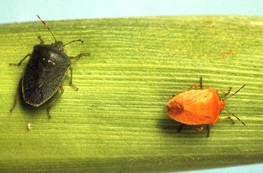 Two adult Green vegetable bug, Nezara viridula, (Hemiptera: Pentatomidae) showing variations in colour. Creator: DSIR Photographers. © Landcare Research. [Image: 2BGA]
