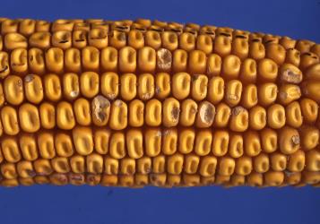 Corn cob with grey feeding damage caused by Green vegetable bug, Nezara viridula, (Hemiptera: Pentatomidae). Creator: DSIR Photographers. © Plant & Food Research. [Image: 2BGF]