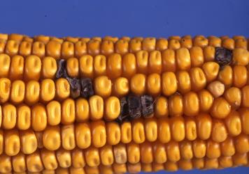 Corn cob with black feeding damage caused by Green vegetable bug, Nezara viridula, (Hemiptera: Pentatomidae). Creator: DSIR Photographers. © Plant & Food Research. [Image: 2BGG]