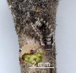 Larva of Karo felted scale ladybird, Rhyzobius acceptus (Coleoptera: Coccinellidae) on twig of Pittosporum crassifloium (Pittosporaceae). Creator: Nicholas A. Martin. © Plant & Food Research. [Image: 2C9X]