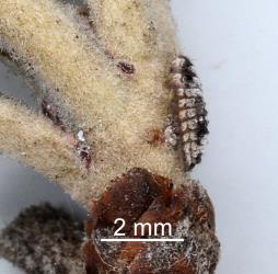 Larva of Karo felted scale ladybird, Rhyzobius acceptus (Coleoptera: Coccinellidae) on twig of Pittosporum crassifloium (Pittosporaceae). Creator: Nicholas A. Martin. © Plant & Food Research. [Image: 2C9Z]
