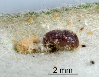 Side view of a pupa of Karo felted scale ladybird, Rhyzobius acceptus (Coleoptera: Coccinellidae). Creator: Nicholas A. Martin. © Plant & Food Research. [Image: 2CA3]
