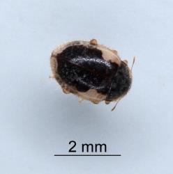 Karo felted scale ladybird, Rhyzobius acceptus (Coleoptera: Coccinellidae) about 2.5 mm long. Creator: Nicholas A. Martin. © Plant & Food Research. [Image: 2CA5]