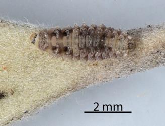 Larva of Karo felted scale ladybird, Rhyzobius acceptus (Coleoptera: Coccinellidae). Creator: Nicholas A. Martin. © Plant & Food Research. [Image: 2CAB]