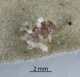 Pupa of Karo felted scale ladybird, Rhyzobius acceptus (Coleoptera: Coccinellidae) with white wax from the prepupa. Creator: Nicholas A. Martin. © Plant & Food Research. [Image: 2CAE]