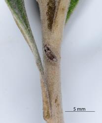 Larva of Karo felted scale ladybird, Rhyzobius acceptus (Coleoptera: Coccinellidae) on a shoot of Pittosporum crassifloium (Pittosporaceae). Creator: Nicholas A. Martin. © Plant & Food Research. [Image: 2CAF]