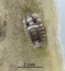 Young prepupa of Karo felted scale ladybird, Rhyzobius acceptus (Coleoptera: Coccinellidae) with developing wax tufts. Creator: Nicholas A. Martin. © Plant & Food Research. [Image: 2CAG]