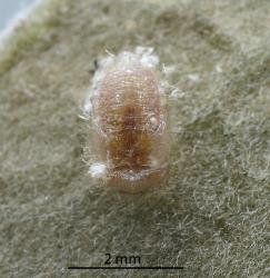 Pupa of Karo felted scale ladybird, Rhyzobius acceptus (Coleoptera: Coccinellidae). Creator: Nicholas A. Martin. © Plant & Food Research. [Image: 2CAI]