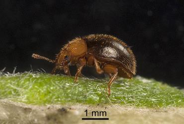 Side view of adult yellow haired ladybird, Adoxellus flavihirtus (Coleoptera: Coccinellidae). Creator: Tim Holmes. © Plant & Food Research. [Image: 2CAP]