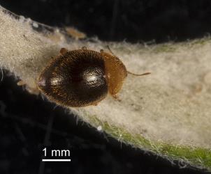 Adult yellow haired ladybird, Adoxellus flavihirtus (Coleoptera: Coccinellidae). Creator: Tim Holmes. © Plant & Food Research. [Image: 2CAQ]