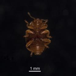 Underside of adult yellow haired ladybird, Adoxellus flavihirtus (Coleoptera: Coccinellidae). Creator: Tim Holmes. © Plant & Food Research. [Image: 2CAS]