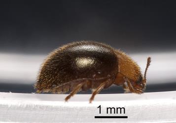 Side view of adult yellow haired ladybird, Adoxellus flavihirtus (Coleoptera: Coccinellidae). Creator: Tim Holmes. © Plant & Food Research. [Image: 2CAV]