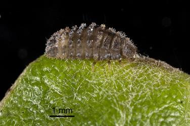 Larva of yellow haired ladybird, Adoxellus flavihirtus (Coleoptera: Coccinellidae). Creator: Tim Holmes. © Plant & Food Research. [Image: 2CAW]