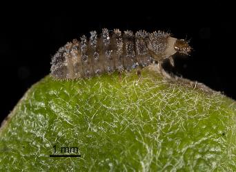 Larva of yellow haired ladybird, Adoxellus flavihirtus (Coleoptera: Coccinellidae). Creator: Tim Holmes. © Plant & Food Research. [Image: 2CAX]