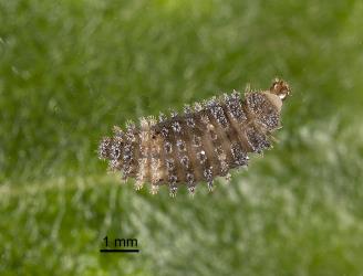 Larva of yellow haired ladybird, Adoxellus flavihirtus (Coleoptera: Coccinellidae). Creator: Tim Holmes. © Plant & Food Research. [Image: 2CAY]