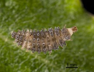 Larva of yellow haired ladybird, Adoxellus flavihirtus (Coleoptera: Coccinellidae). Creator: Tim Holmes. © Plant & Food Research. [Image: 2CAZ]