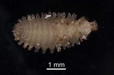 Underside of larva of yellow haired ladybird, Adoxellus flavihirtus (Coleoptera: Coccinellidae). Creator: Tim Holmes. © Plant & Food Research. [Image: 2CB0]