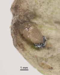 Pupa of yellow haired ladybird, Adoxellus flavihirtus (Coleoptera: Coccinellidae), note the moulted larval skin at the base of the pupa and its white wax. Creator: Tim Holmes. © Plant & Food Research. [Image: 2CB1]