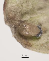 Pupa of yellow haired ladybird, Adoxellus flavihirtus (Coleoptera: Coccinellidae), note the moulted larval skin at the base of the pupa and its white wax. Creator: Tim Holmes. © Plant & Food Research. [Image: 2CB2]