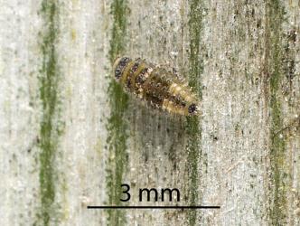 Small larva of yellow haired ladybird, Adoxellus flavihirtus (Coleoptera: Coccinellidae) on underside of Astelia banksii (Asteliaceae) leaf. Creator: Tim Holmes. © Plant & Food Research. [Image: 2CB3]