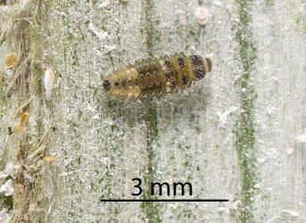 Small larva of yellow haired ladybird, Adoxellus flavihirtus (Coleoptera: Coccinellidae) on underside of Astelia banksii (Asteliaceae) leaf. Creator: Tim Holmes. © Plant & Food Research. [Image: 2CB4]