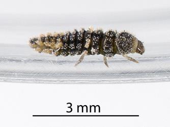 Larva of yellow haired ladybird, Adoxellus flavihirtus (Coleoptera: Coccinellidae) leaf. Creator: Tim Holmes. © Plant & Food Research. [Image: 2CB5]